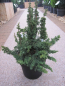 Preview: Thuja occidentalis Malonyana Holub - Zwerglebensbaum Malonyana Holub